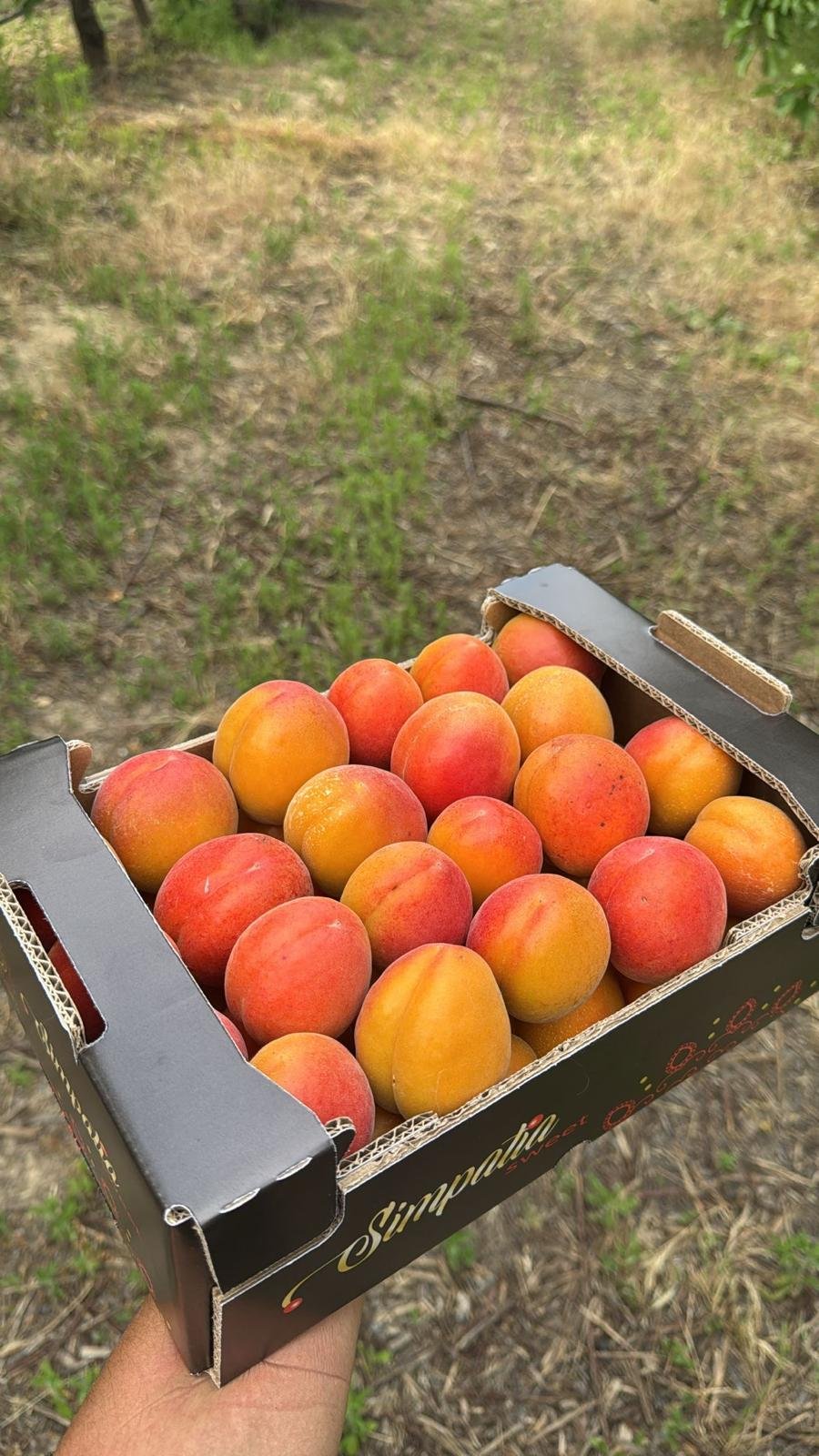 Albaricoques frescos - Euro Sweet Ortiz