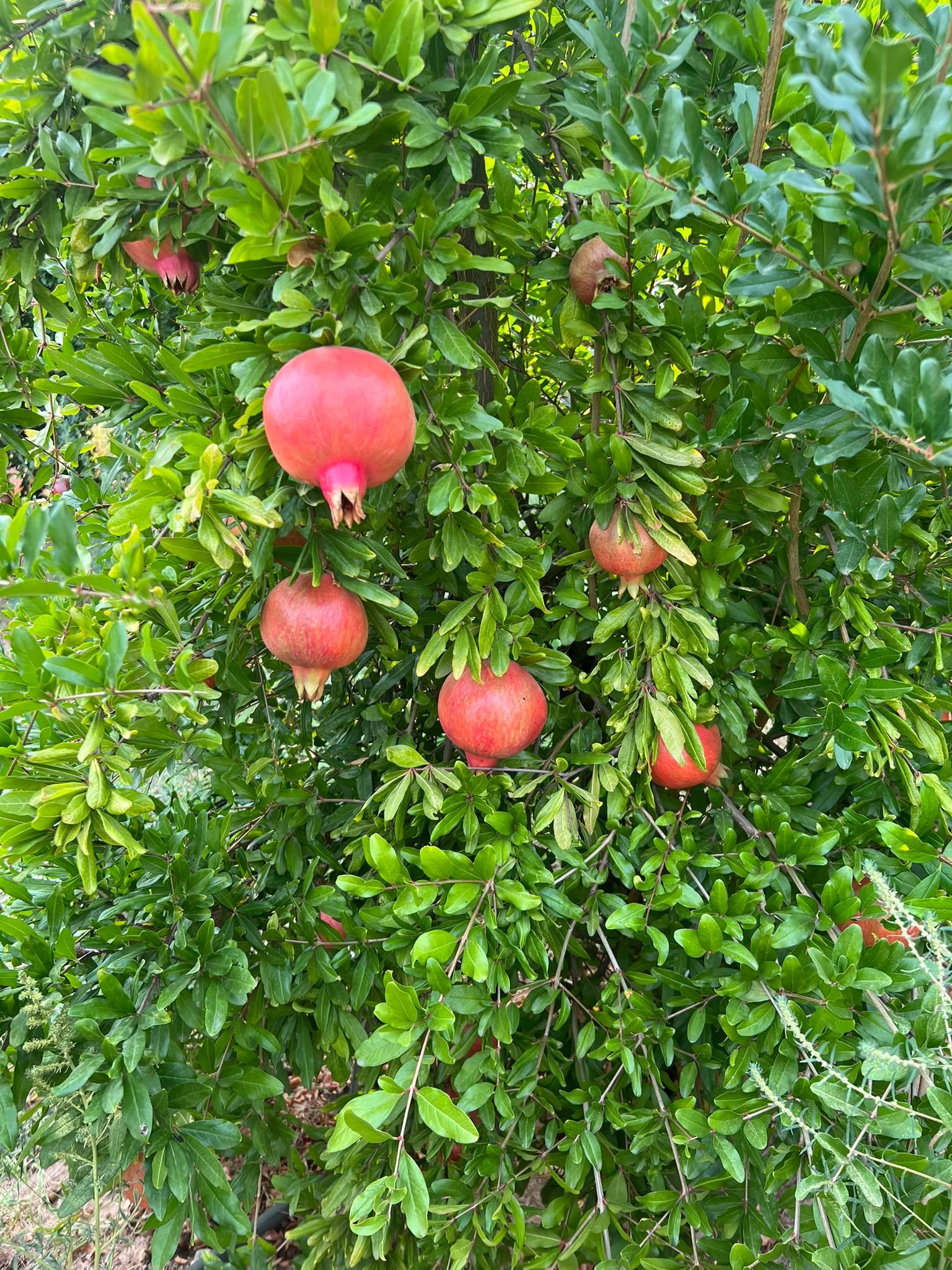 Granada fresca - Euro Sweet Ortiz