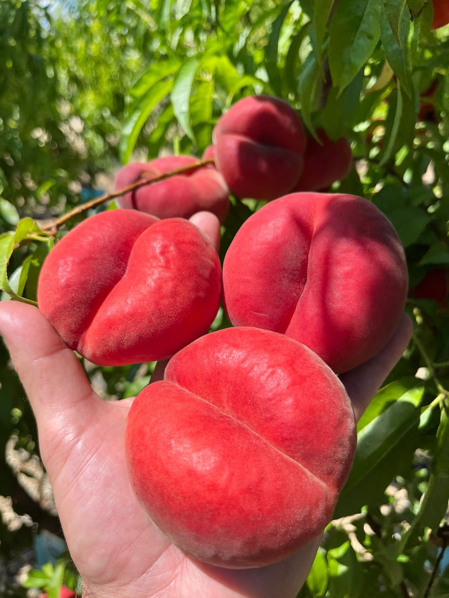 Paraguayos frescos de calidad