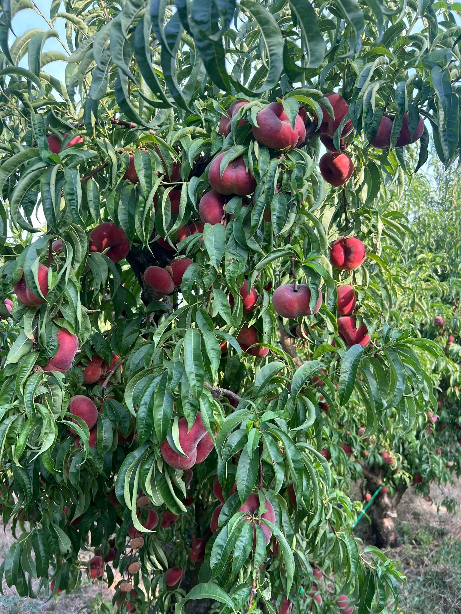 Paraguayos frescos - Euro Sweet Ortiz