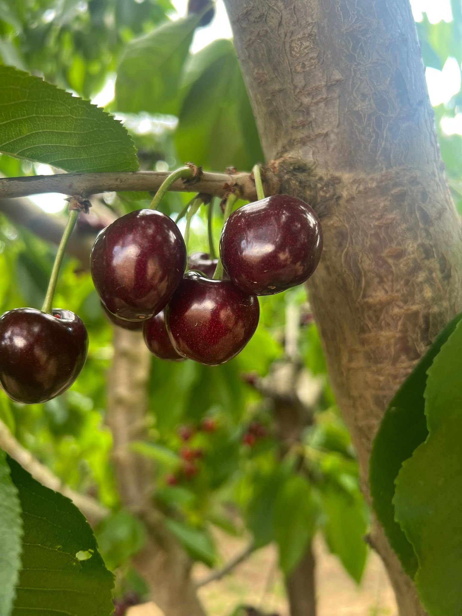 Cerezas frescas - Euro Sweet Ortiz