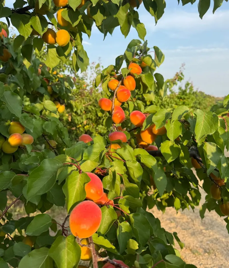 Albaricoques maduros en una finca de Lleida