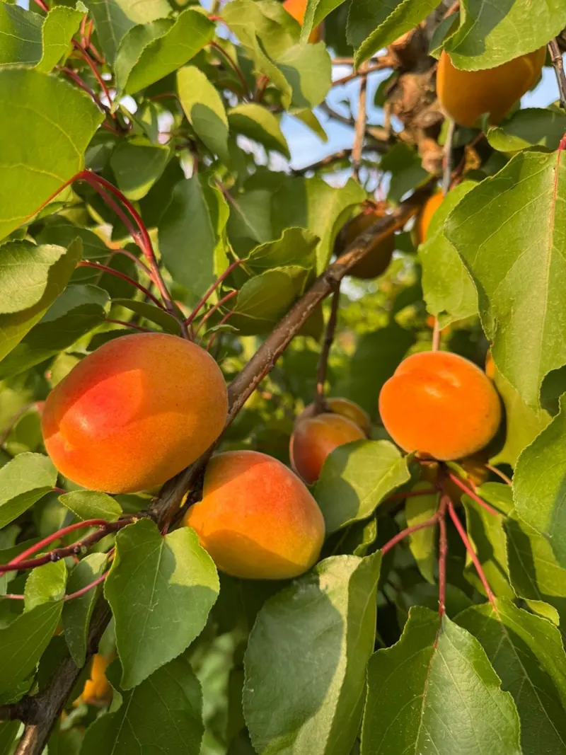 Albaricoques maduros en el árbol