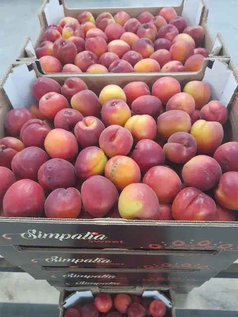 Albaricoque rojo en caja