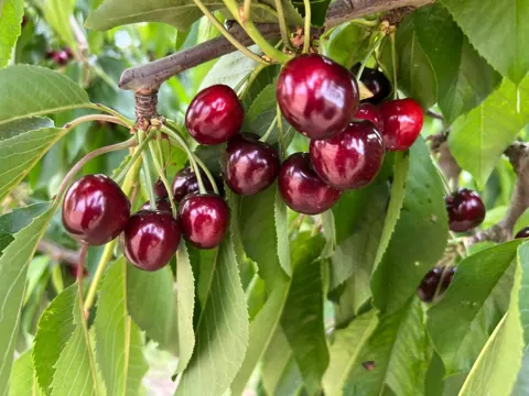 Cerezas en la rama