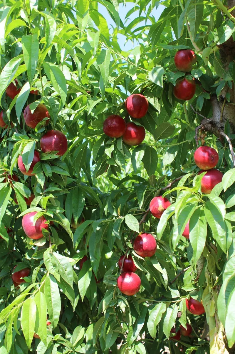 Nectarinas maduras en el árbol